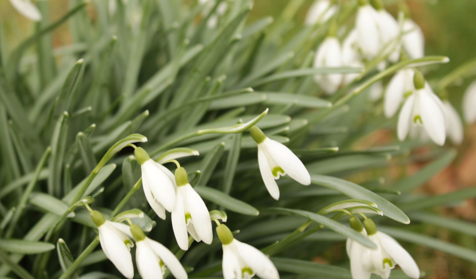 Tree and traditions: Ash, St Valentines oak and catkins