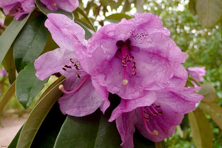 Large pink Rhododendron flowers