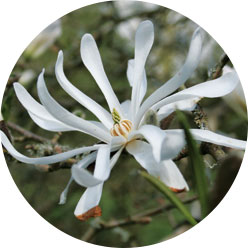 Star magnolia