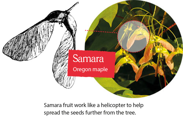 Samara fruit work like a helicopter to help spread the seeds further from the tree.