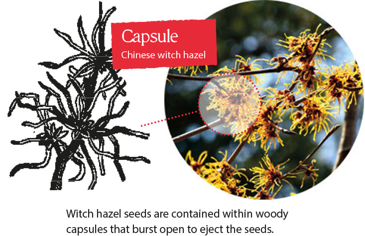 Witch hazel seeds are contained within woody capsules that burst open to eject the seeds.