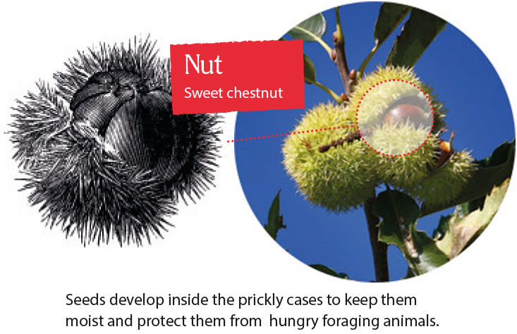 Seeds develop inside the prickly cases to keep them moist and protect them from  hungry foraging animals.