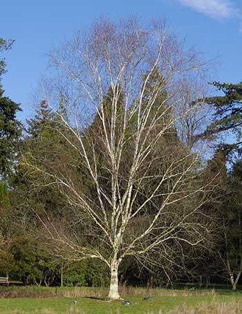 White barked birch