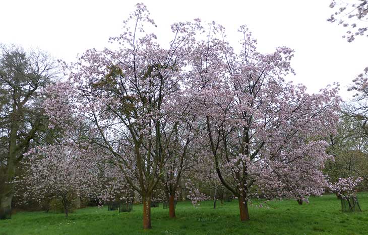 Prunus 'Bendono
