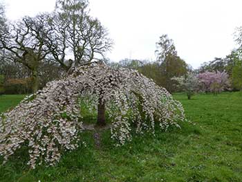 Prunus x yedoensis 'Ivensii