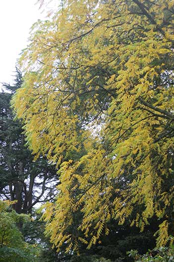 Juglans nigra (Black Walnut)