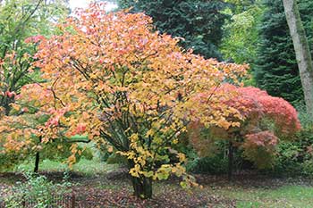 Fothergilla major (Witch Alder)