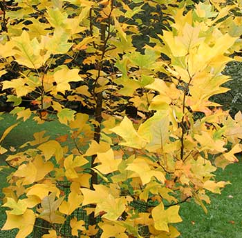 Liriodendron tulipifera (Tulip Tree)