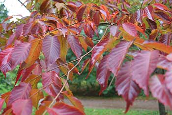 Zelkova serrata (Keaki)