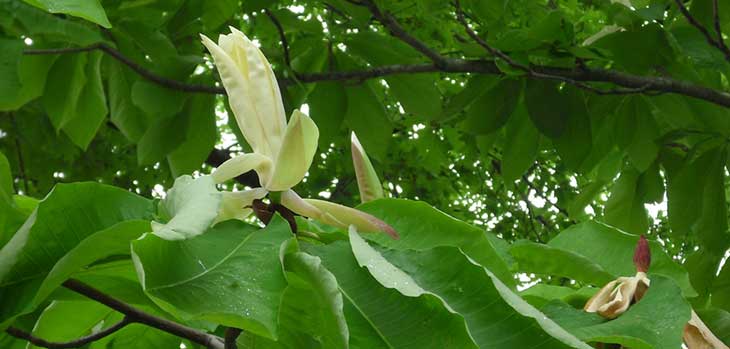 Arnold Arboretum - Magnolia 'Silver Parasol' M.hypoleuca x M.tripetala. Magnoliacae - magnolia family