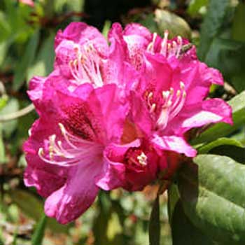 Rhododendron Nero