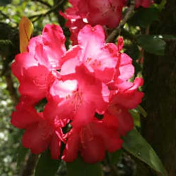Rhododendron Barbara Wallace