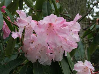 Guldvatten plus rhododendron blev riktigt bra • 4 Seasons by Carna