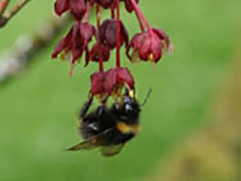 Acer bee