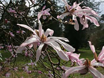 Magnolia