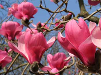 Magnolia sprengeri 'diva'