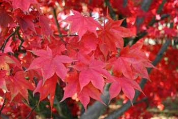 Japanese Maple Collection Silk Wood