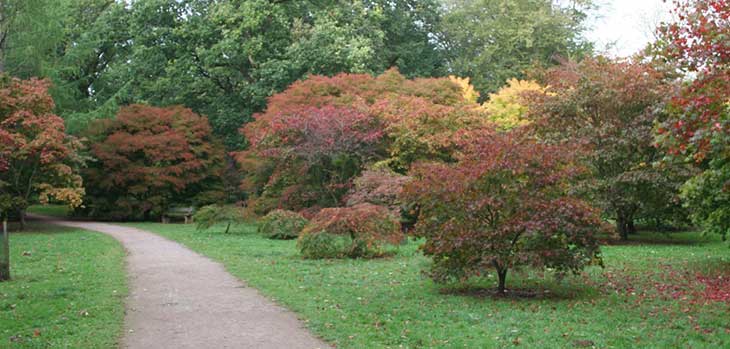 National Japanese Maple Collection