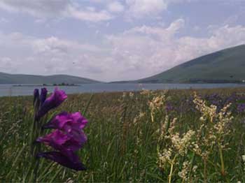 An alpine meadow in the Bakuriani region