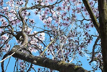 Dendrologist Dan’s spring stunners: Magnolia campbellii