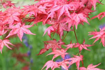 Spring Colour Watch Blog: maple colours to challenge autumn!