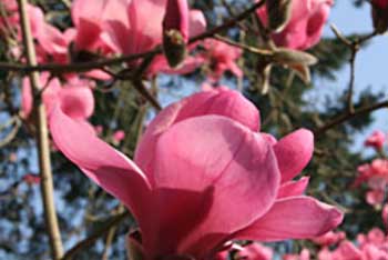 Spring Colour Watch Blog: Magnolias come up trumps