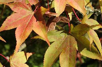 Autumn Colour Watch: now, that's what I call autumnal... 