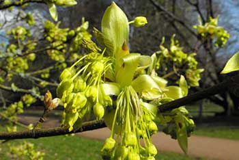Dendrologist Dan's spring stunners: awesome Acers