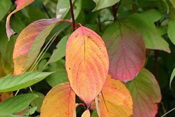 Autumn: taking the leaf colour temperature