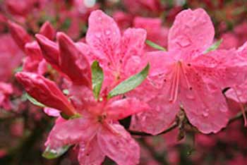 Spring Colour Watch Blog: rhododendrons with stories to tell