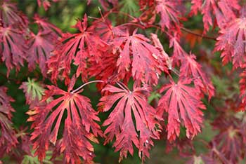 Autumn Colour Watch: our marvellous maples 
