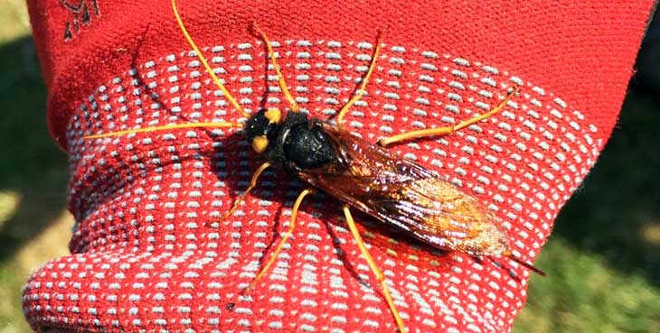 Making friends with the local wildlife; a Giant Wood Wasp Urocerus gigas