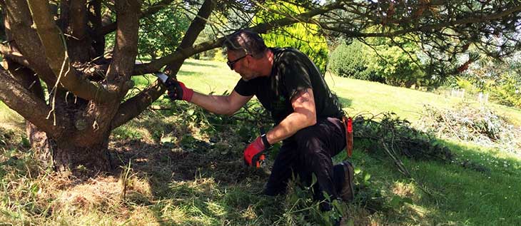 Mark Ballard pruning a Pine tree to improve mower access, which will control weed growth.