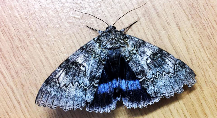 Rare moth