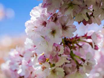 Quiz - Spring Flowers