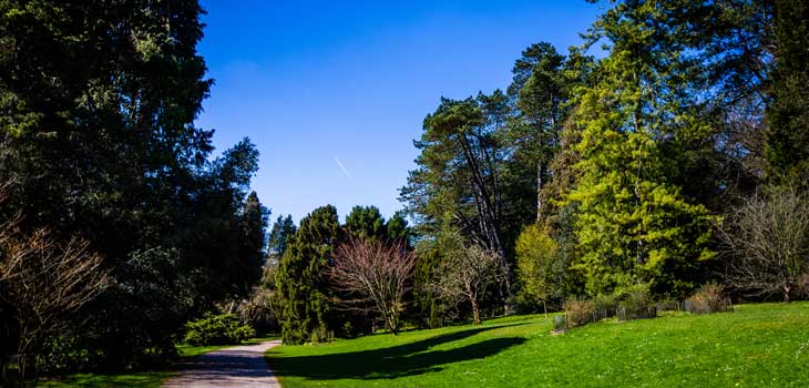 Seasonal spring trail at Westonbirt