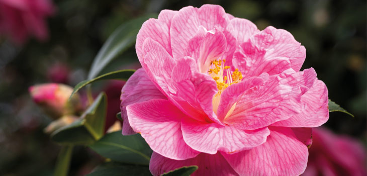 Westonbirt camellia