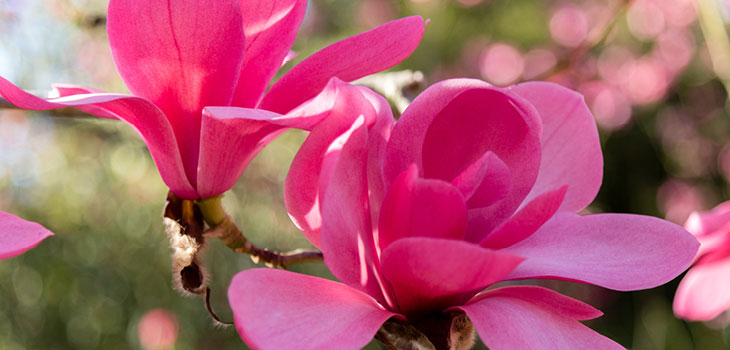 Westonbirt magnolia