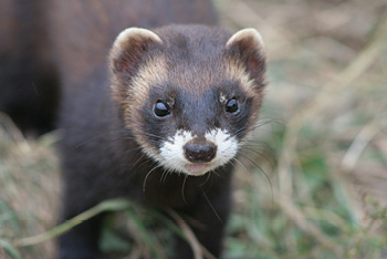 7 things you didn't know about polecats