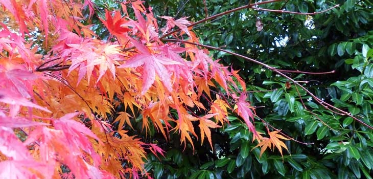 Maples turning red: A new red list of threatened maples is published 