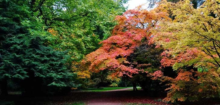 Maples turning red: A new red list of threatened maples is published 