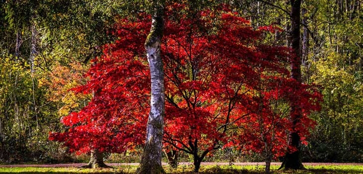 Autumn at Westonbirt Arboretum