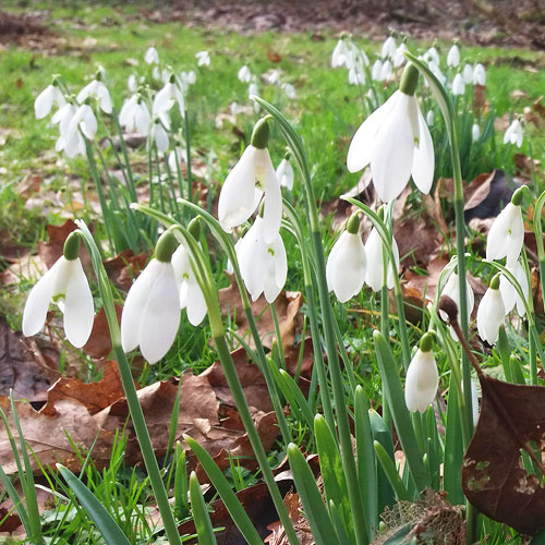 Meet our staff | Friends of Westonbirt Arboretum