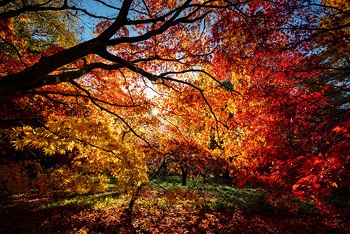 Enjoy the Best of Autumn at Westonbirt Arboretum with Your Membership