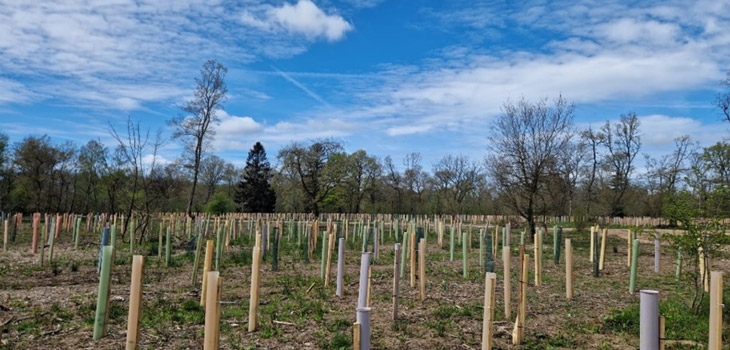 3,000 planted trees