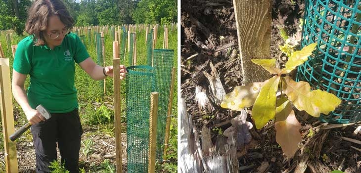 Staking a new oak sapling | A self-seeded oak sapling