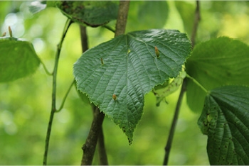 Tree of the month: Large-leaved lime