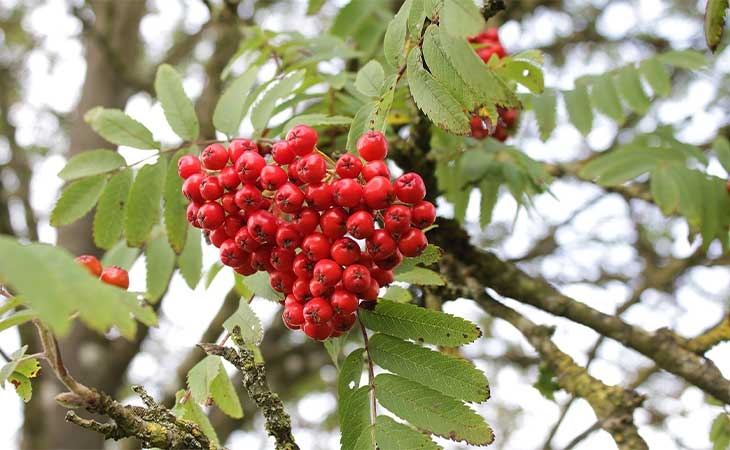 Rowan tree