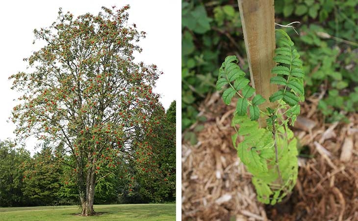 Rowan tree