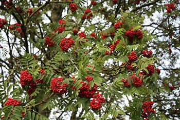 Tree of the month: Rowan